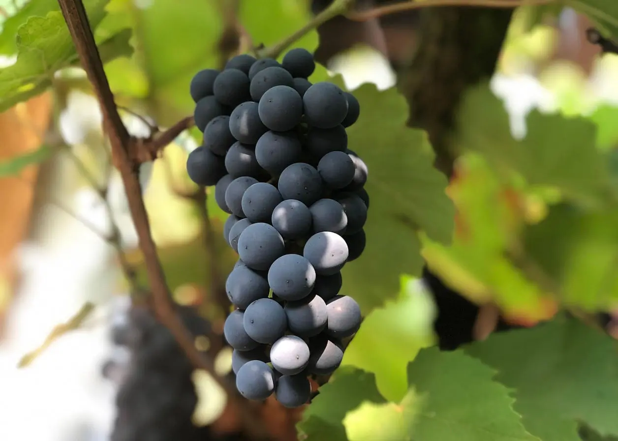 Grapes image