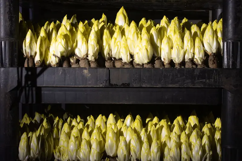 MTS Nieuw Bonaventura