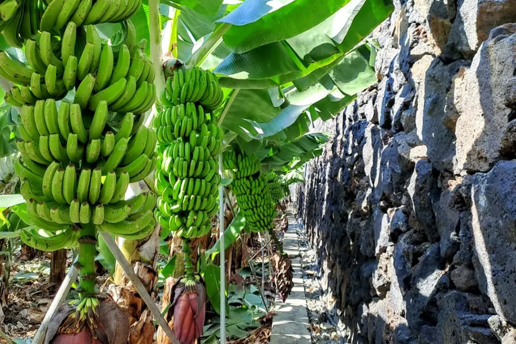Canarian Bananas